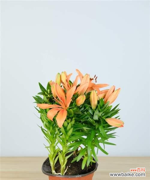 寓意深远的百合花,其含义与文化渊源 百合花的象征意义及传承