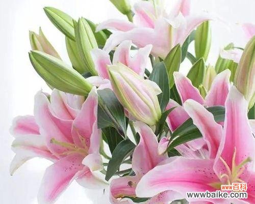 寓意深远的百合花,其含义与文化渊源 百合花的象征意义及传承