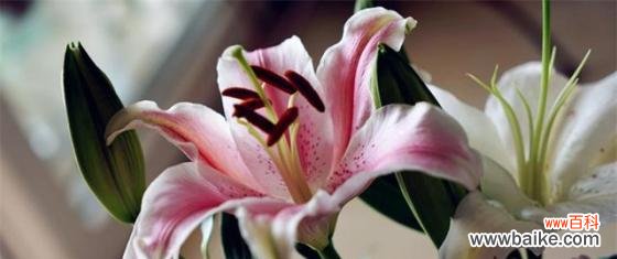 揭示百合花背后的深层意义 百合花