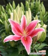 揭示百合花背后的深层意义 百合花