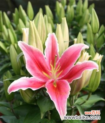 揭示百合花背后的深层意义 百合花