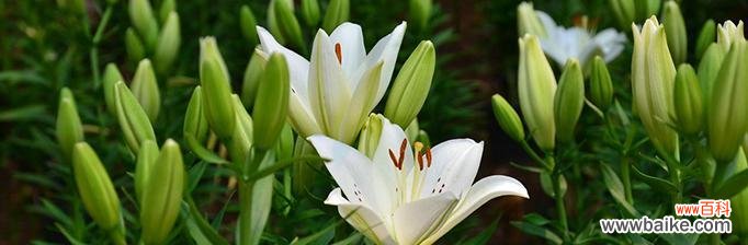 揭示百合花背后的深层意义 百合花