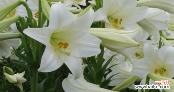 揭示白百合花的深层寓意 白百合花