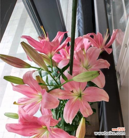 揭示白百合花的深层寓意 白百合花