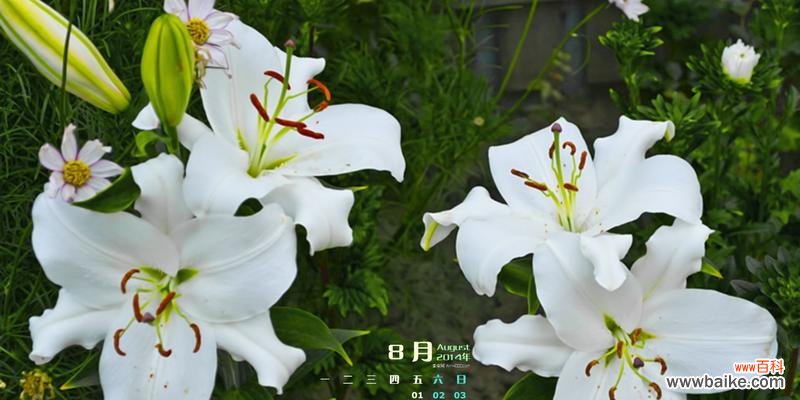 揭示白百合花的深层寓意 白百合花