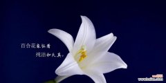 探秘白色百合的象征意义及文化传承 白色百合的寓意与花语