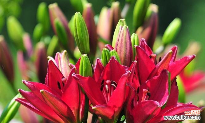 揭秘三头百合的寓意与神秘魅力 三头百合的花语与美丽之谜