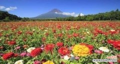 揭开百日草花语的神秘面纱 百日草的花语与含义