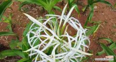 探索文殊兰花的神秘花语 文殊兰花的花语与代表意义