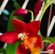 探寻文心兰的花语及寓意 以文心兰花语及意义