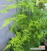 生生不息 永恒不变的智慧之道——以文竹为寓意的探索