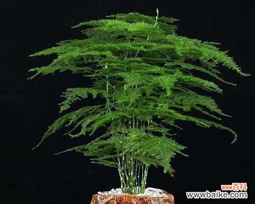 揭示文竹的寓意与象征 以文竹为主题的文章