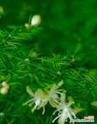 一朵花 文竹开花的寓意及象征意义