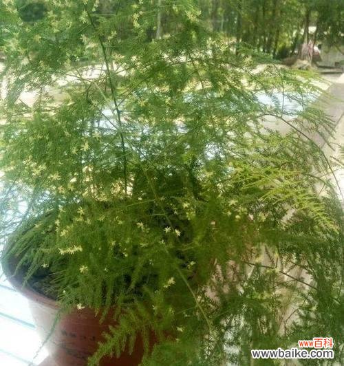 探索文竹之名与花语的奥秘 文竹