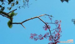 深入探索梧桐花的文化内涵与人生哲理 梧桐花的象征意义与寓意