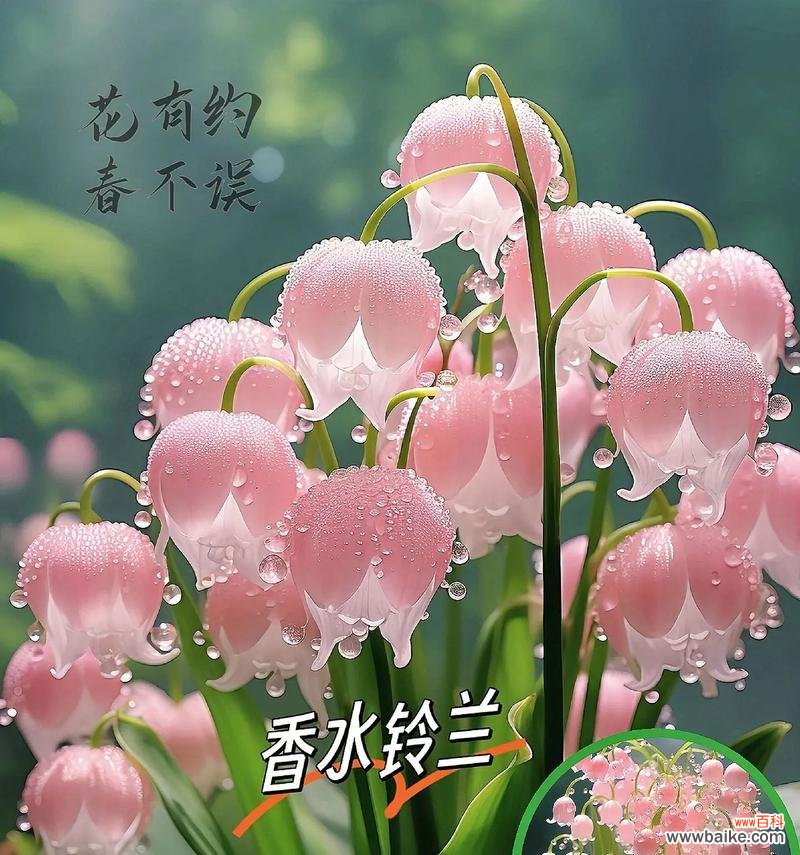 玫瑰和铃兰的花语有何不同？这两种花各自代表什么？