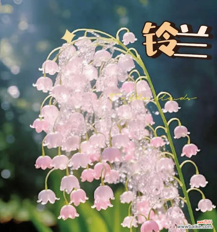 玫瑰和铃兰的花语有何不同？这两种花各自代表什么？