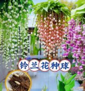 玫瑰和铃兰的花语有何不同？这两种花各自代表什么？