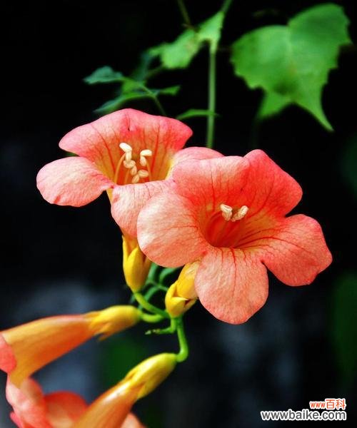 哪些花具有特别的意义？它们的花语又是什么？