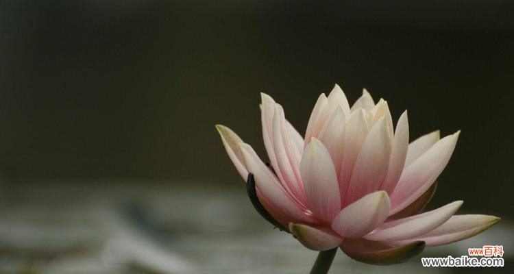 灵魂花语者代表什么含义？灵魂花语者有何寓意？