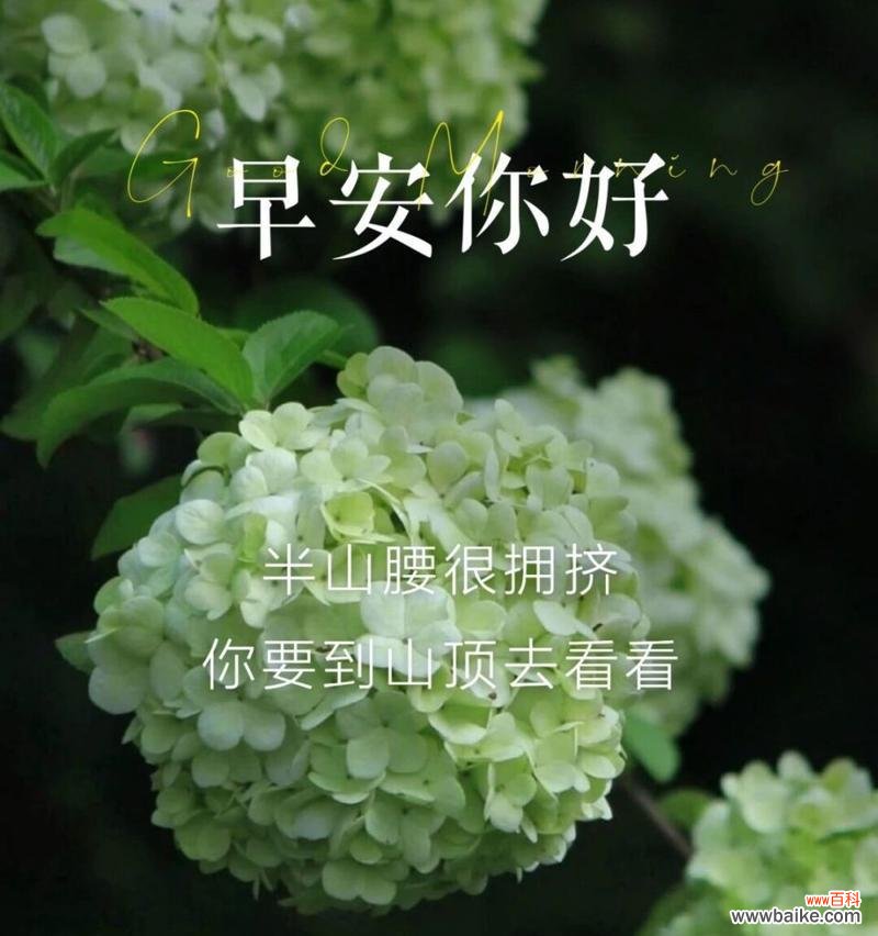 励志的花语有哪些？