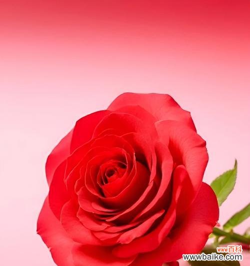 海滨玫瑰的花语具体是什么?