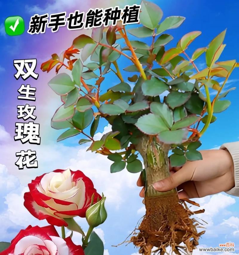 二月八号的花语代表了什么？