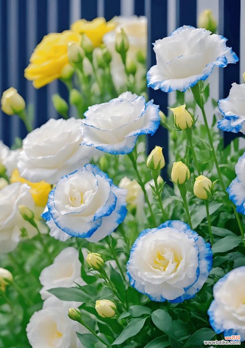 二月八号的花语代表了什么？