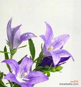 假期归来后送什么花表达情感？