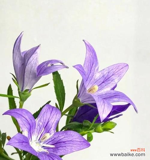 假期归来后送什么花表达情感？