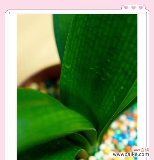 君子兰树叶的寓意是什么?它传递了怎样的信息?