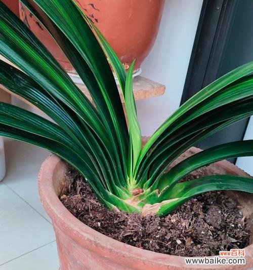 君子兰树叶的寓意是什么?它传递了怎样的信息?