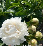 白色芍药的花语代表了什么？