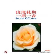 27朵香槟玫瑰的花语表达了什么？