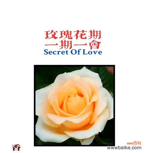 27朵香槟玫瑰的花语表达了什么?