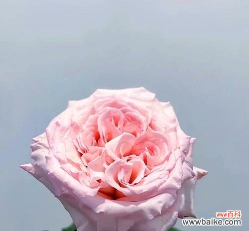 荔枝玫瑰的花语有何特殊含义?