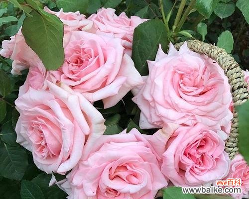 荔枝玫瑰的花语有何特殊含义?