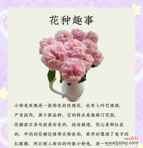 浅浅花语代表的花是哪一种？