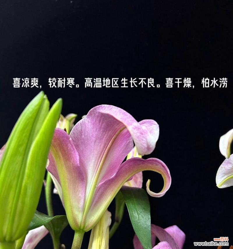 浅浅花语代表的花是哪一种？