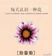 浅浅花语代表的花是哪一种？