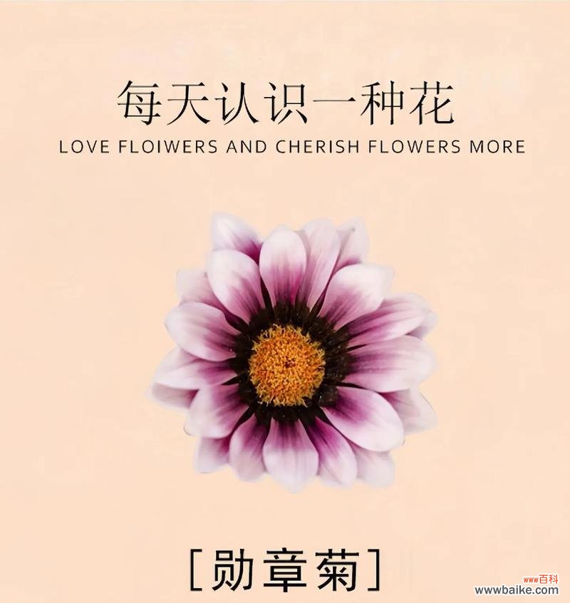 浅浅花语代表的花是哪一种？