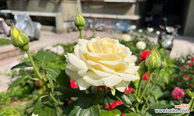 一捧夜光玫瑰代表了哪种情感?