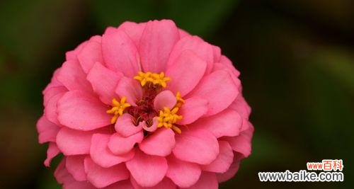 一朵花的语言，千年文化的映照 百日菊语