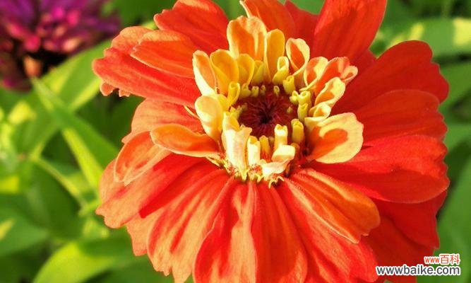 一朵花的语言，千年文化的映照 百日菊语