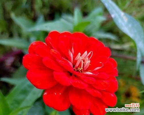 探寻百日菊花的含义与魅力 百日菊花语