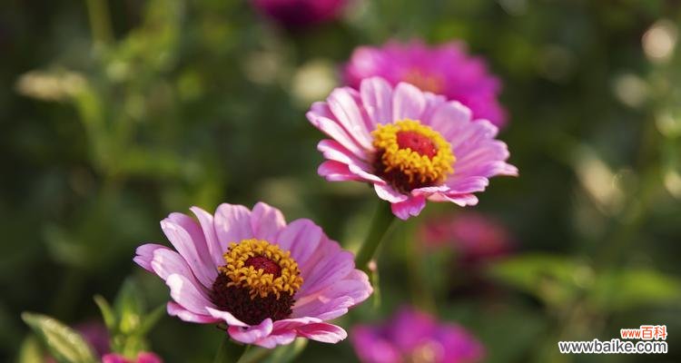 探寻百日菊花的含义与魅力 百日菊花语