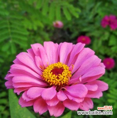 探寻百日菊花的含义与魅力 百日菊花语