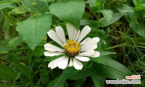 揭开百日菊花语的神秘面纱，解读每一朵花的心愿与期待 百日菊花语的秘密