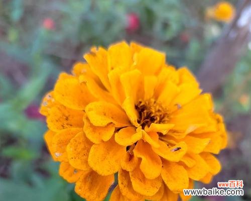 揭开百日菊花语的神秘面纱，解读每一朵花的心愿与期待 百日菊花语的秘密