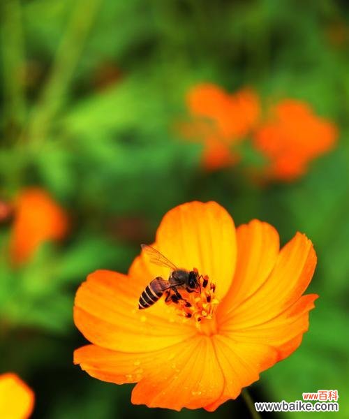 揭开百日菊花语的神秘面纱，解读每一朵花的心愿与期待 百日菊花语的秘密